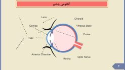 قالب پاورپوینت چشم پزشکی - تصویر 15