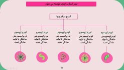 قالب پاورپوینت باکتری شناسی و میکروب شناسی - تصویر 12