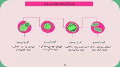 قالب پاورپوینت باکتری شناسی و میکروب شناسی - تصویر 5