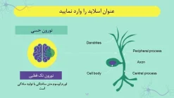 قالب پاورپوینت نورولوژی - تصویر 6