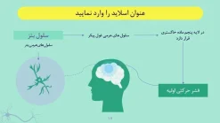 قالب پاورپوینت نورولوژی - تصویر 22
